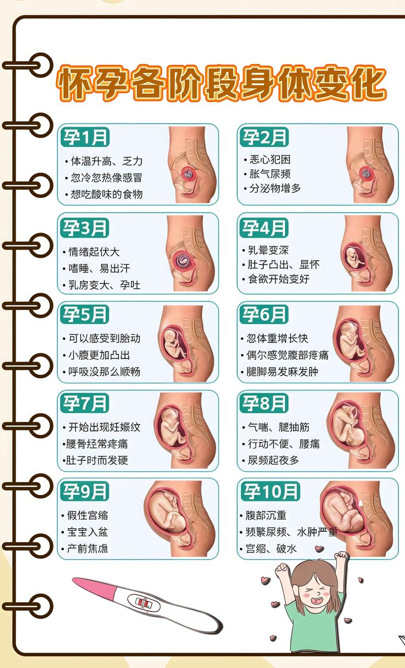 揭秘供卵代孕妈妈怀孕小腹分两节，孕期变化的奥秘防城港代生机构: